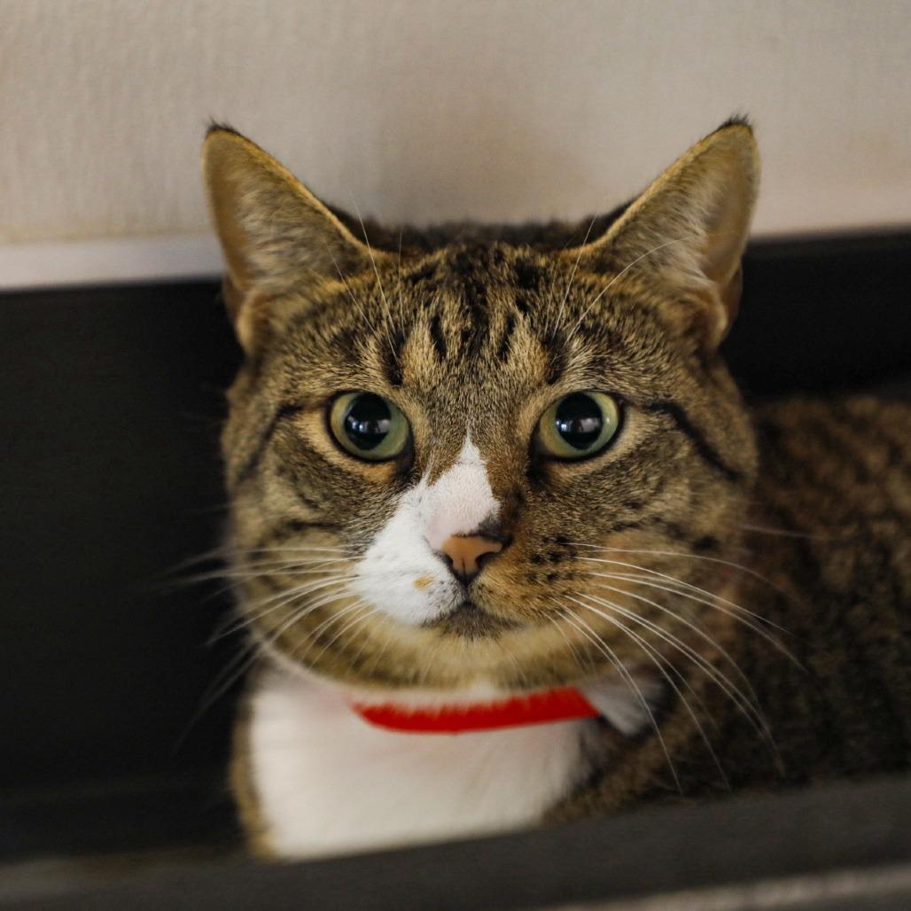 Enlarge Mulan, a Adoptable mixed breed in Tampa, FL image 6/6