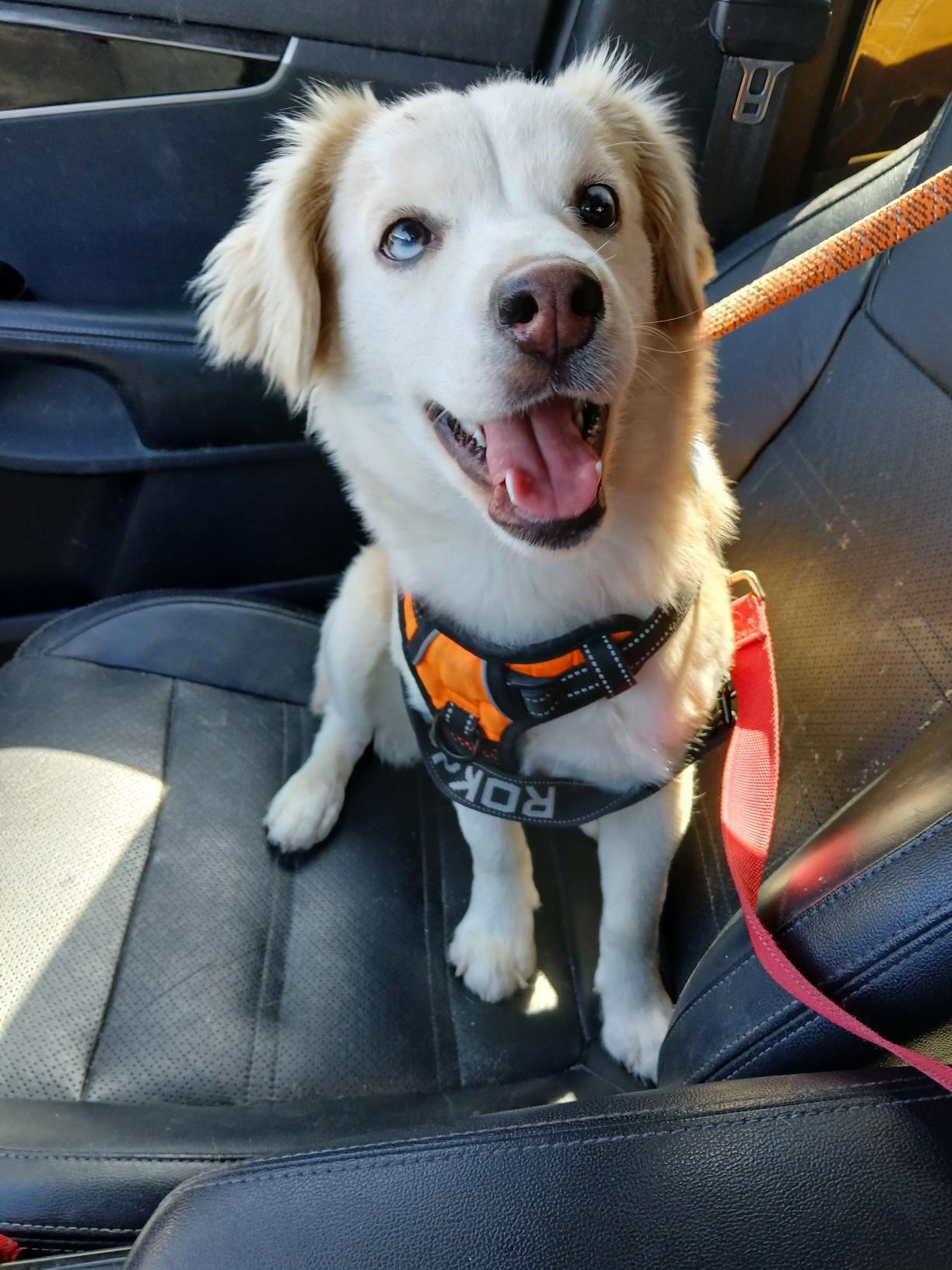 Petal, adopted, Young Female Spaniel.