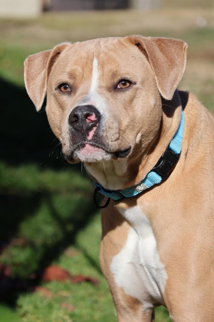 Enlarge Mocha, a Adoptable mixed breed in Columbia, TN image 1/2