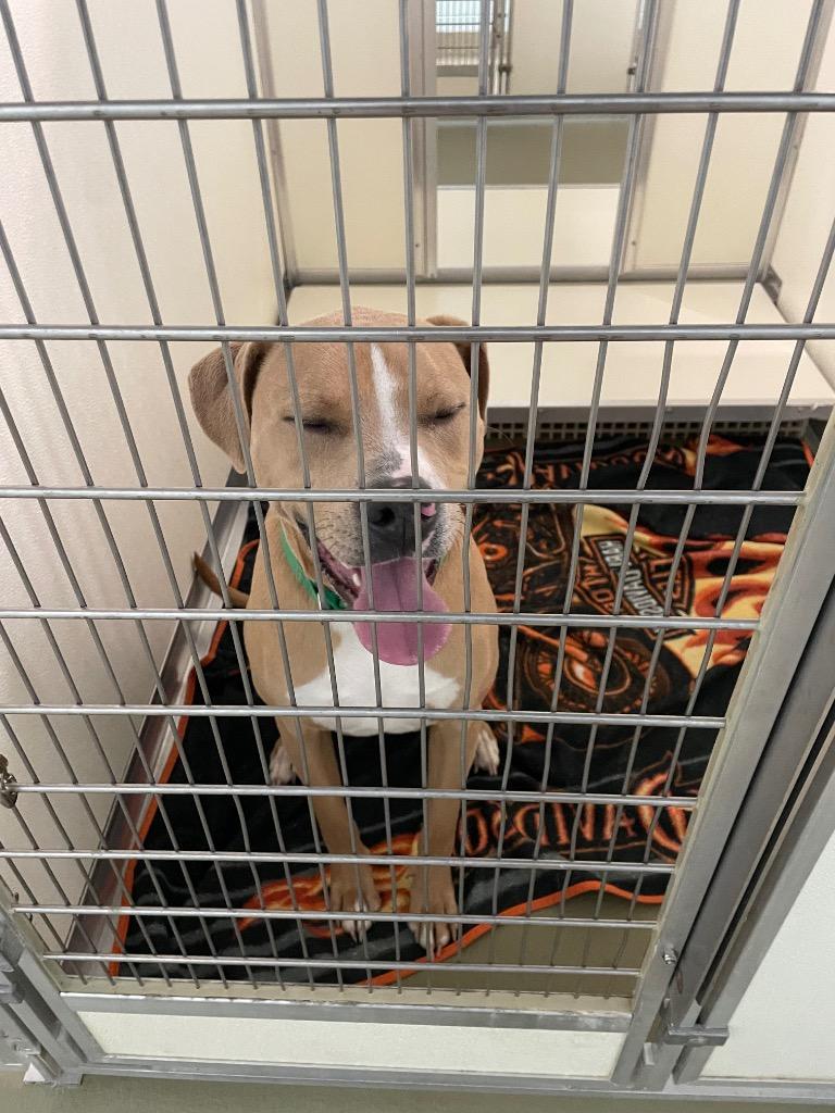 Enlarge Mocha, a Adoptable mixed breed in Columbia, TN image 2/2