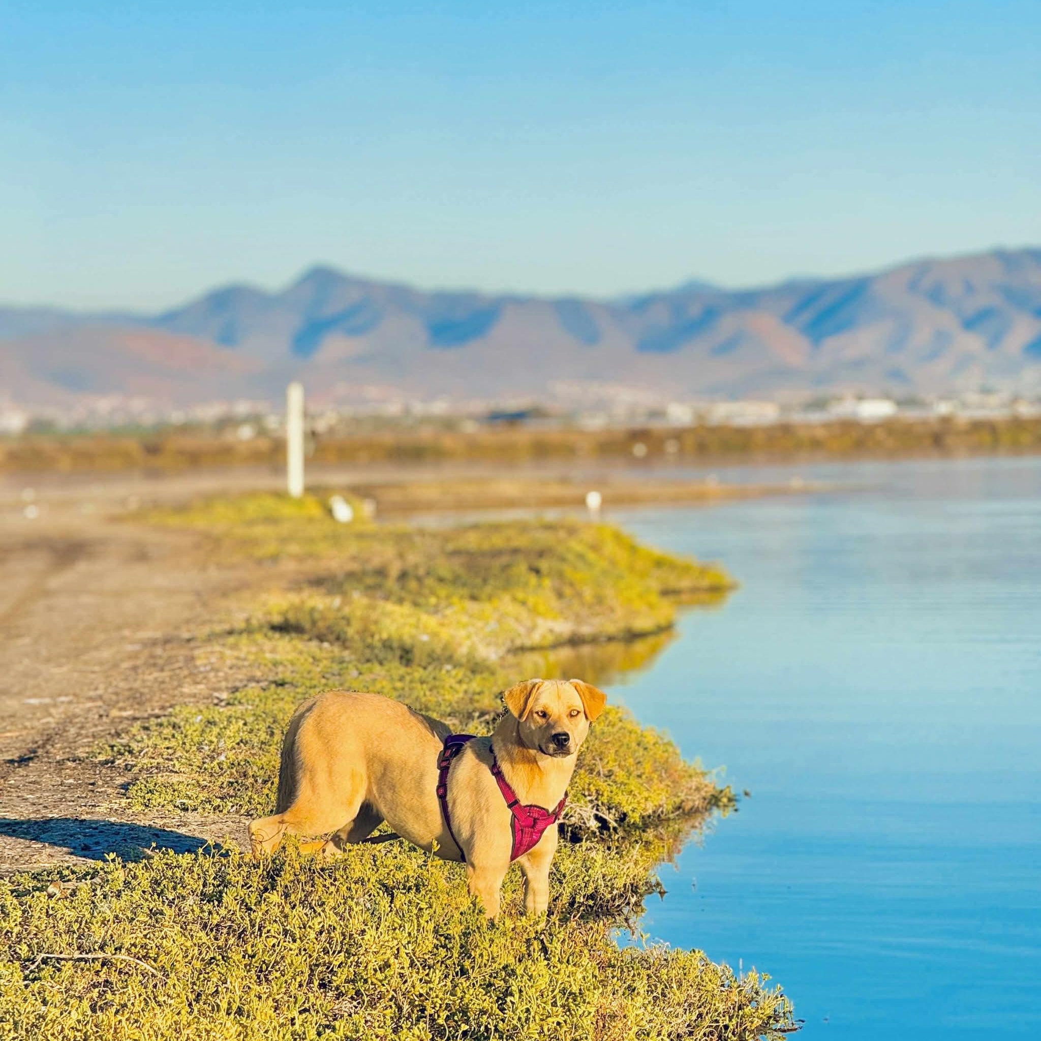Chickie, a Adoptable mixed breed in Incline Village, NV image 2/4