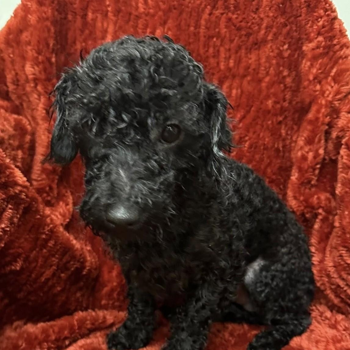 Enlarge Lil Bit, an adopted mixed breed in Meridian, MS image 1/1