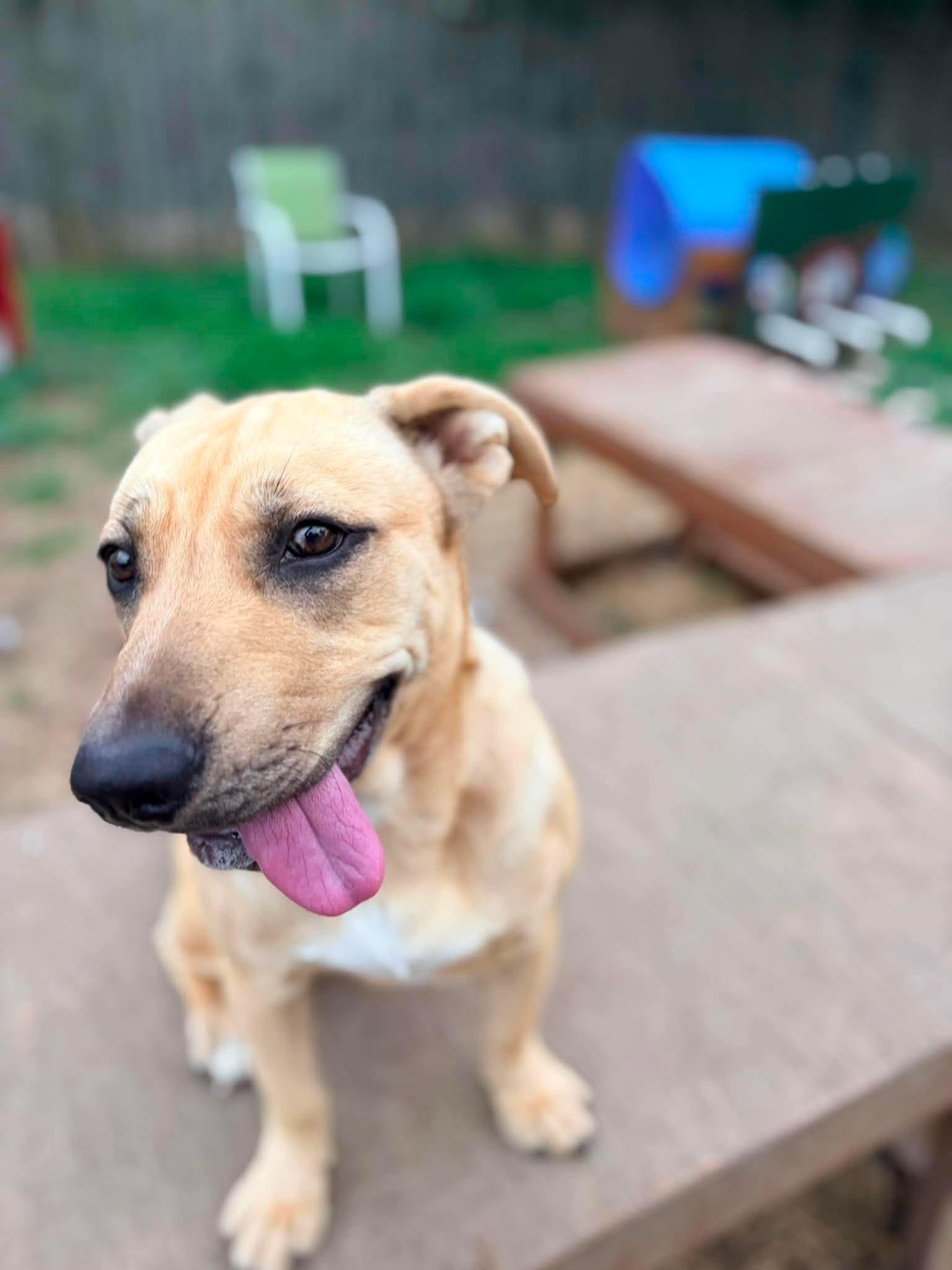 Enlarge Persephone, an adopted mixed breed in INDIANAPOLIS, IN image 3/5