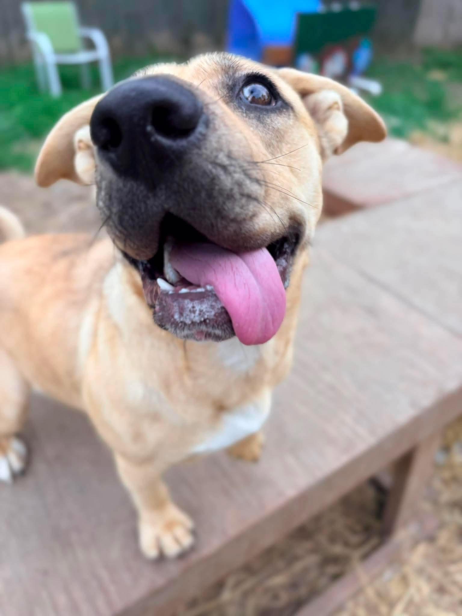 Enlarge Persephone, an adopted mixed breed in INDIANAPOLIS, IN image 4/5