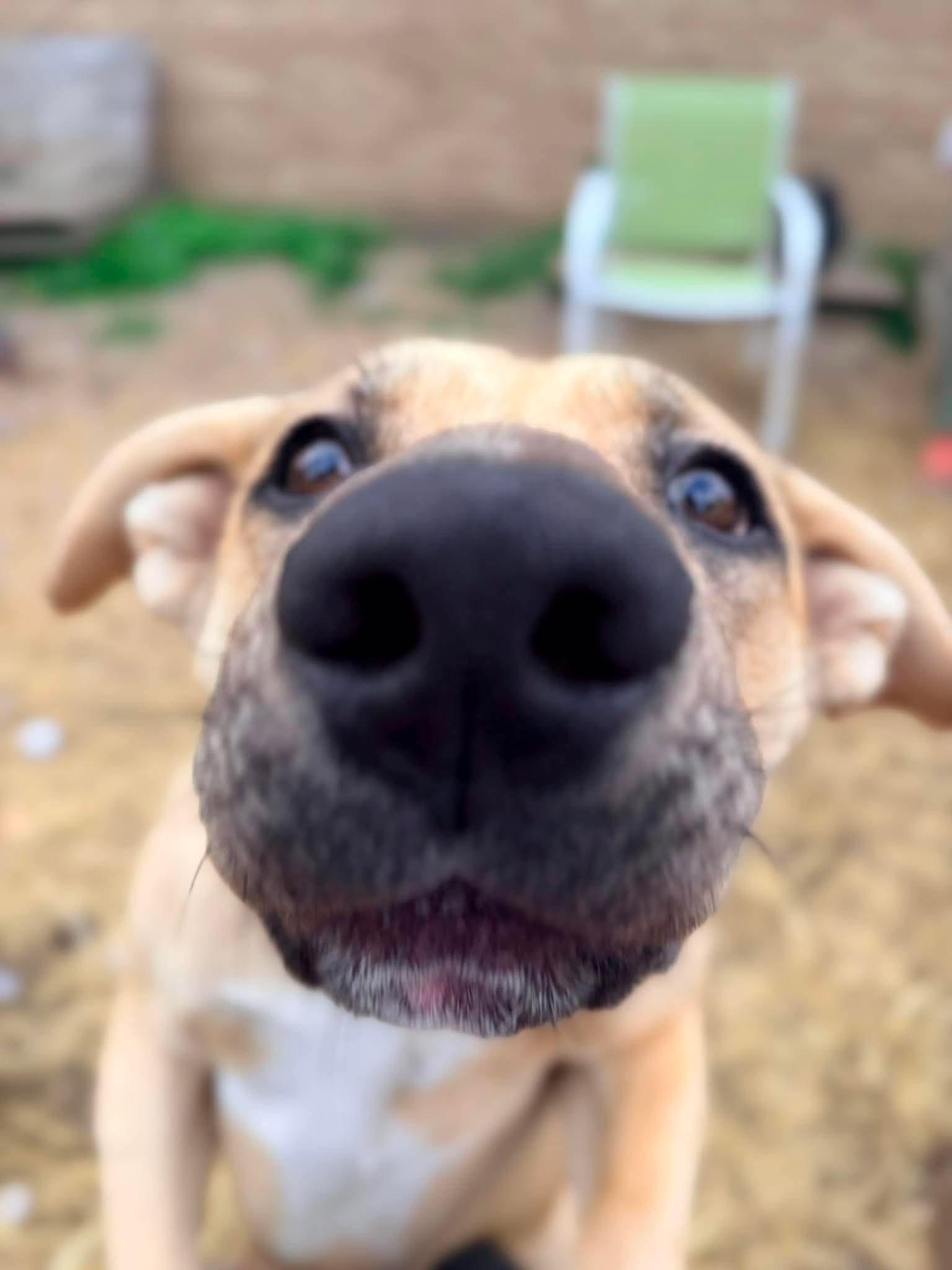 Enlarge Persephone, an adopted mixed breed in INDIANAPOLIS, IN image 2/5