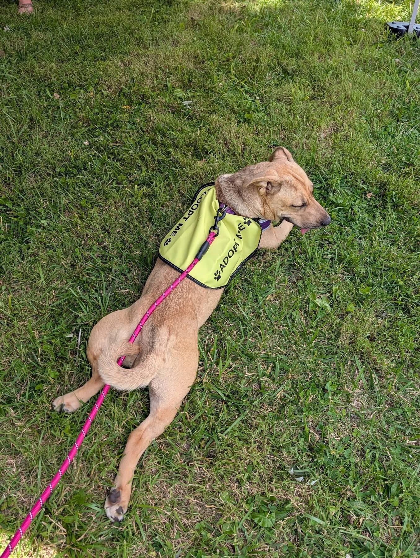 Enlarge Persephone, an adopted mixed breed in INDIANAPOLIS, IN image 5/5