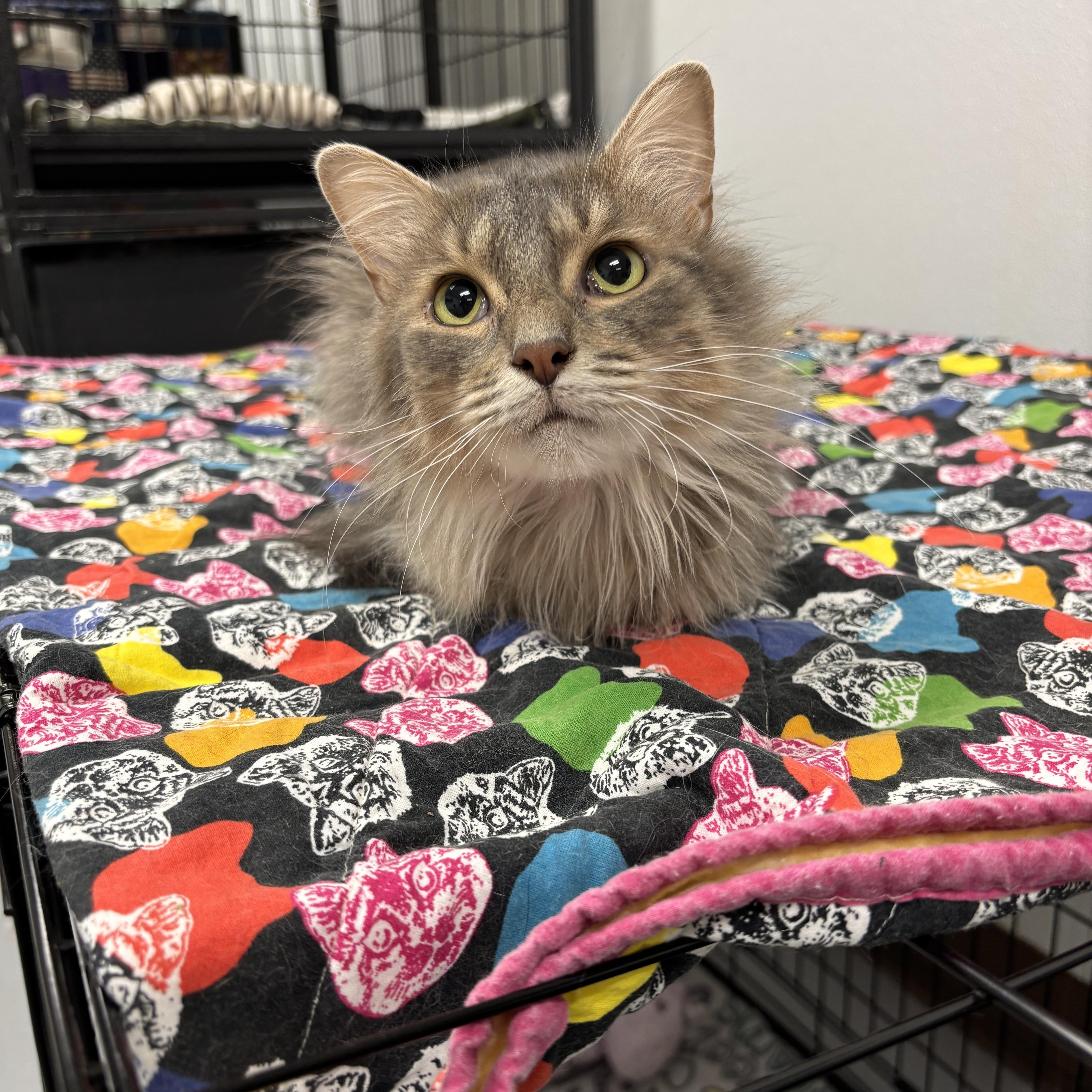 Enlarge Ava, a Adoptable Domestic Medium Hair in Grosse Ile, MI image 1/2