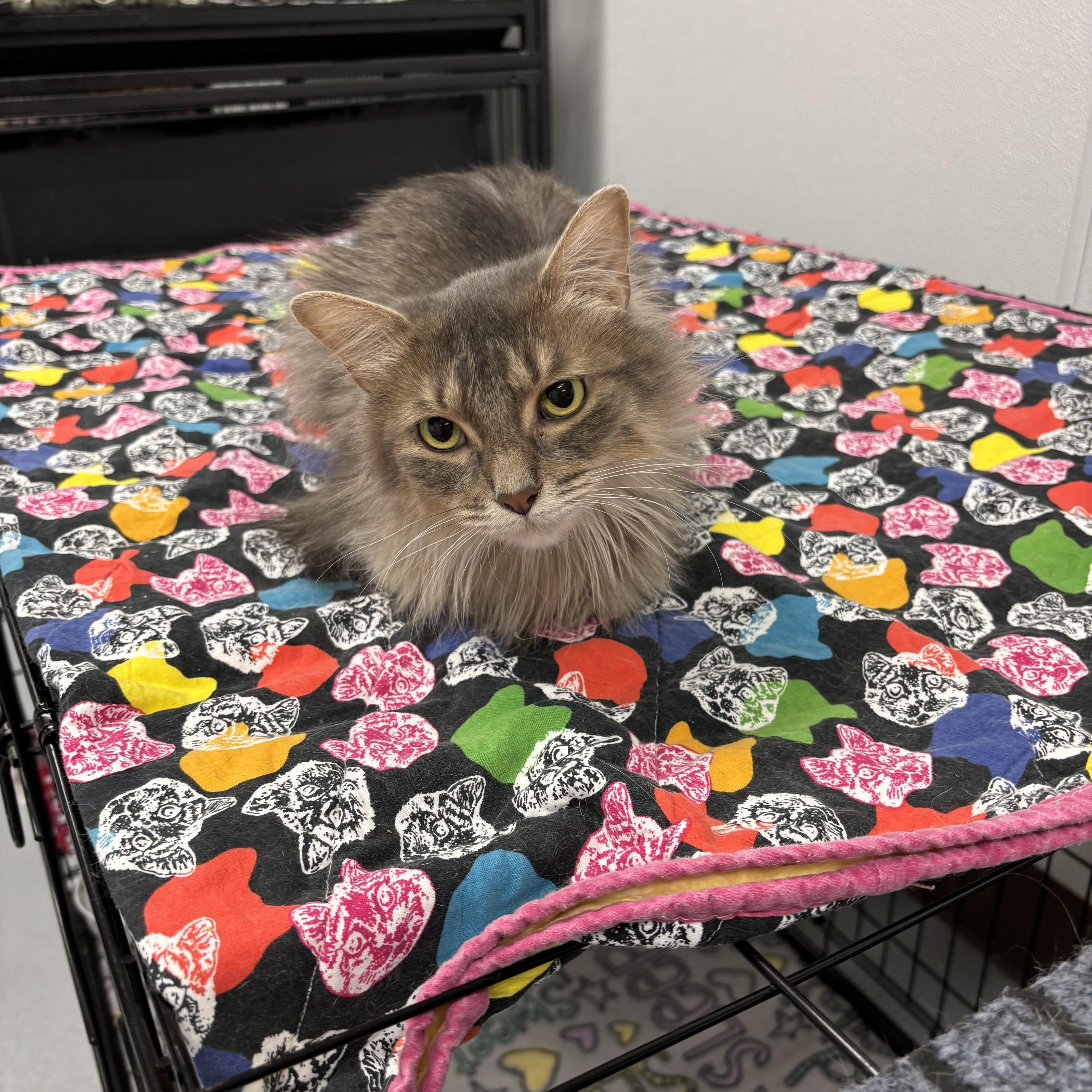 Enlarge Ava, a Adoptable Domestic Medium Hair in Grosse Ile, MI image 2/2