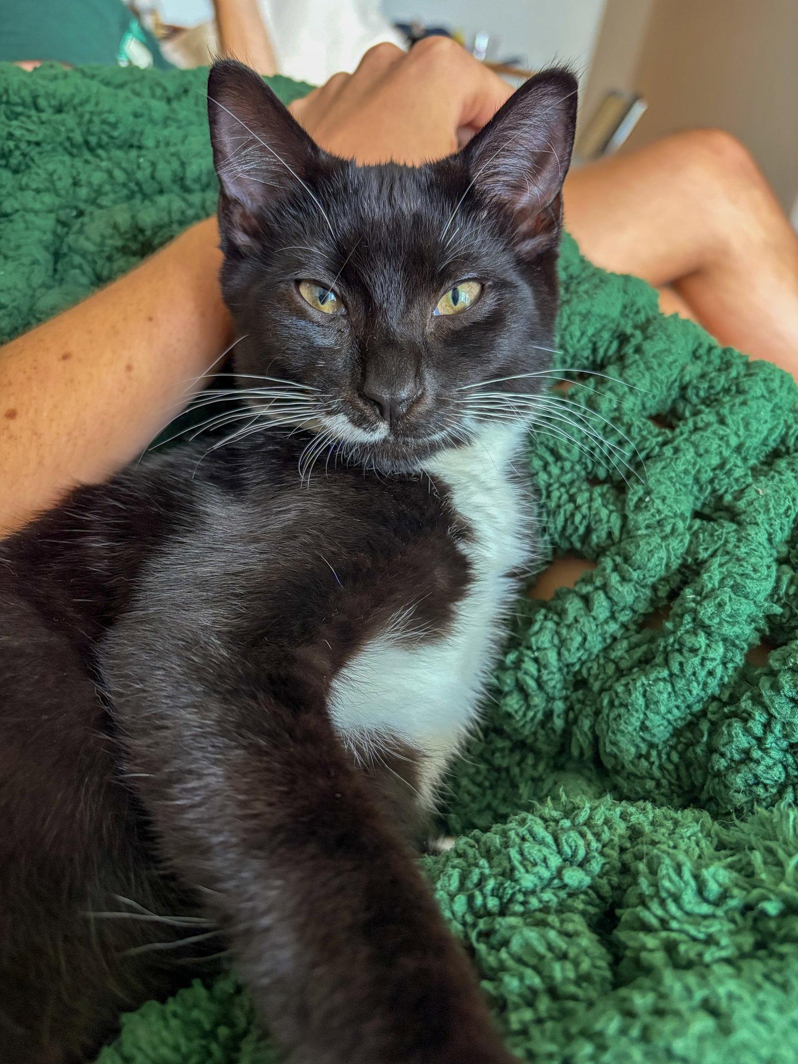 Sir Whiskers, Adoptable, Kitten Male Tuxedo & Domestic Short Hair.