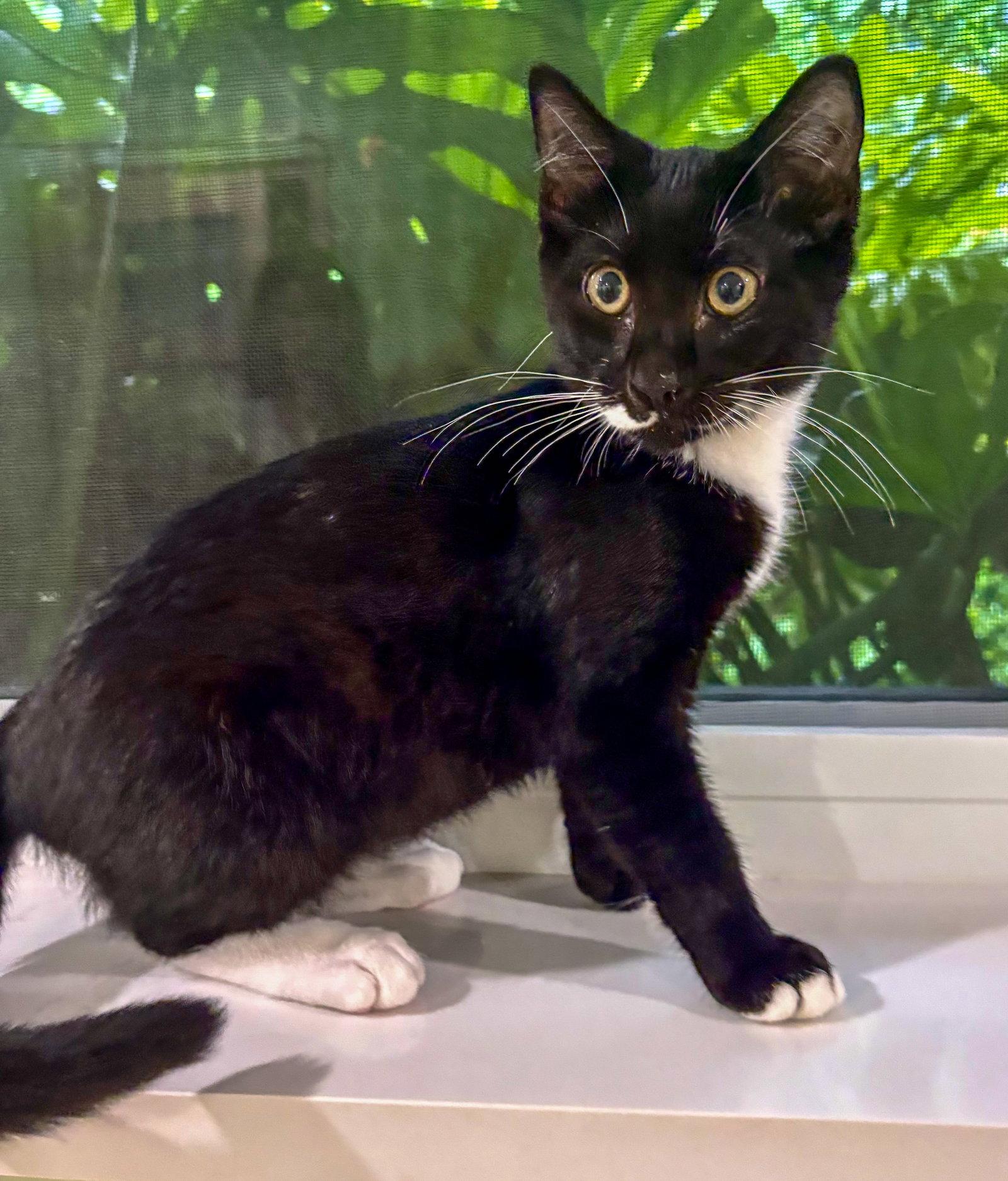 Enlarge Sir Whiskers, a Adoptable mixed breed in Lighthouse Point, FL image 2/3