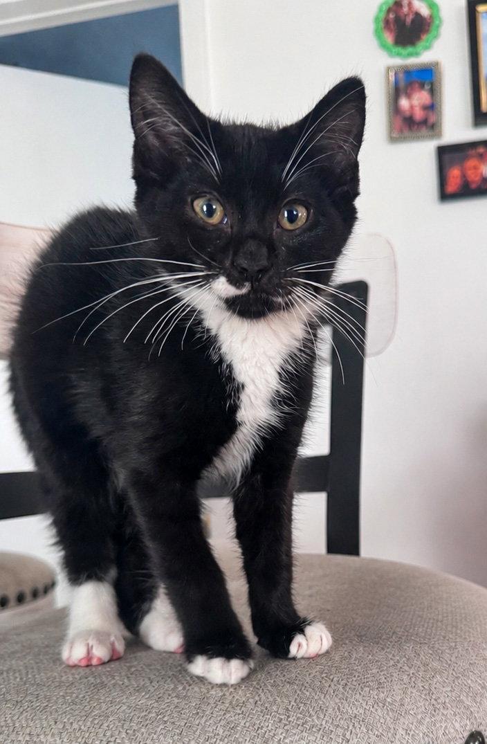 Enlarge Sir Whiskers, a Adoptable mixed breed in Lighthouse Point, FL image 3/3