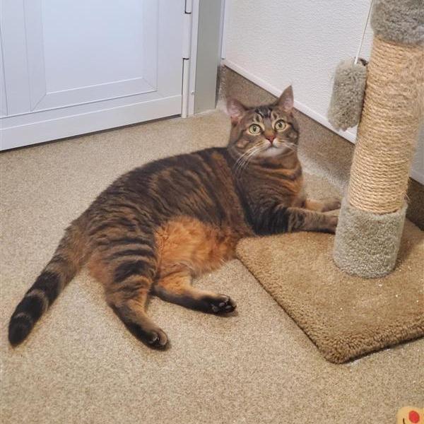 Mia, a Adoptable Domestic Short Hair in Manchester, CT image 1/6