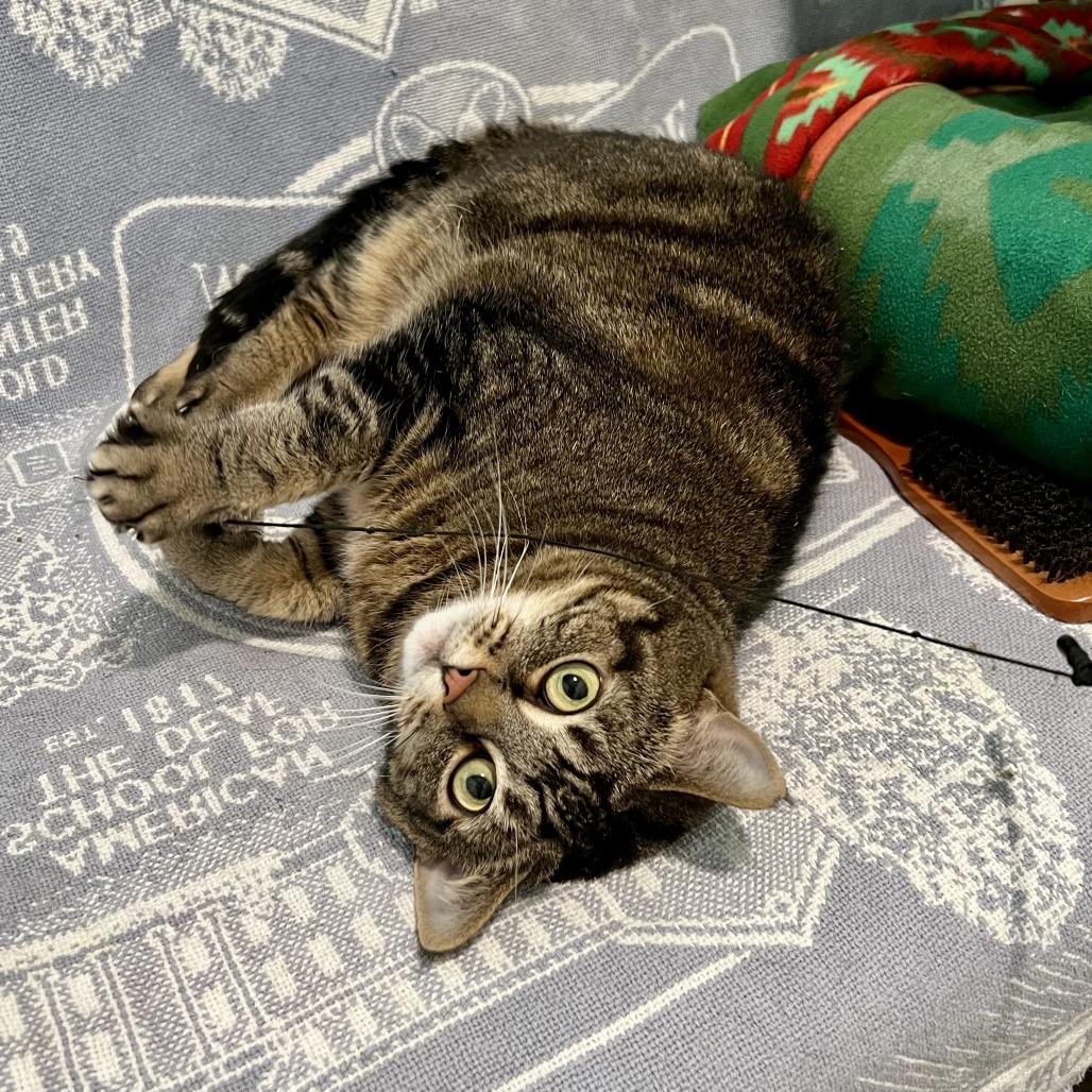 Mia, a Adoptable Domestic Short Hair in Manchester, CT image 2/6