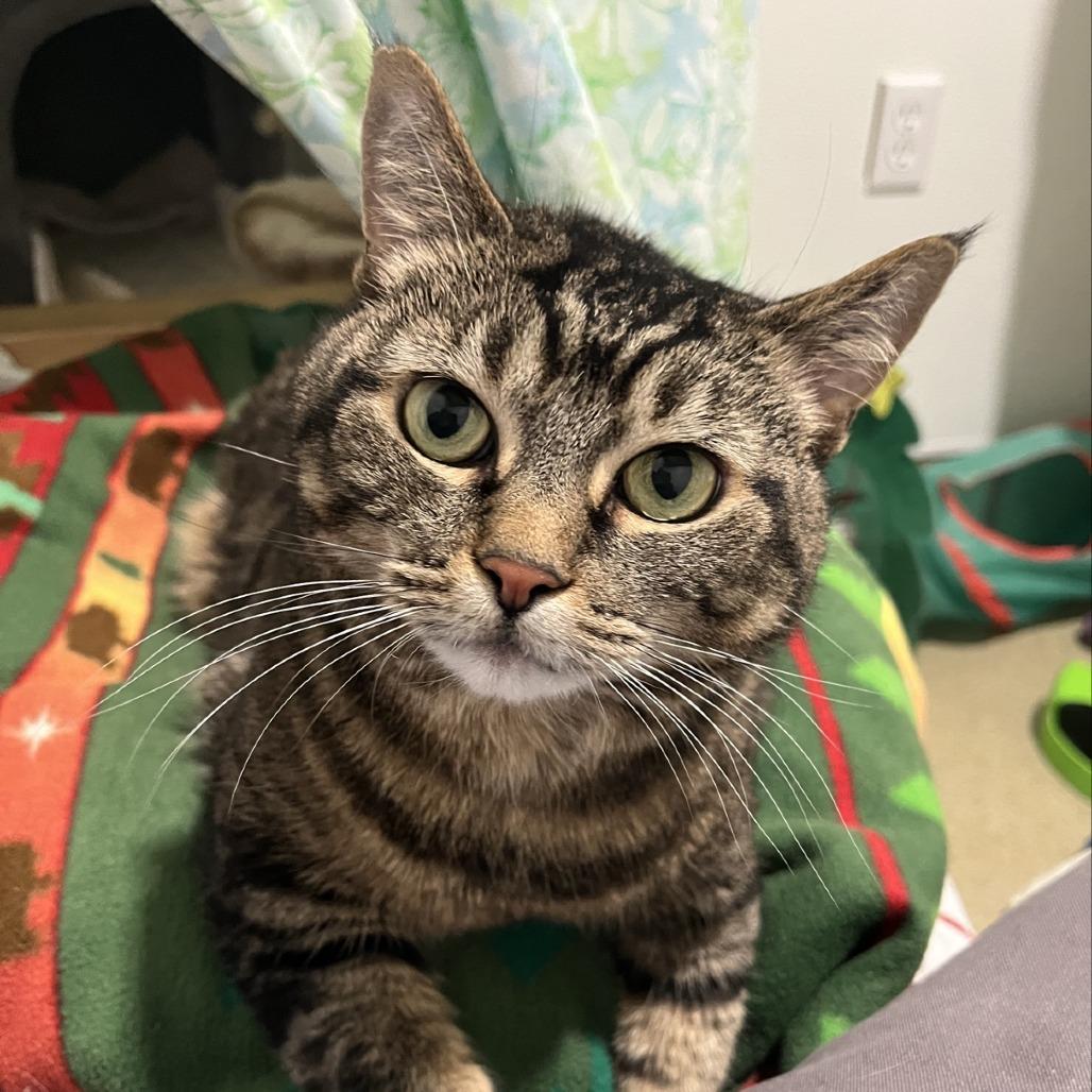 Mia, a Adoptable Domestic Short Hair in Manchester, CT image 3/6