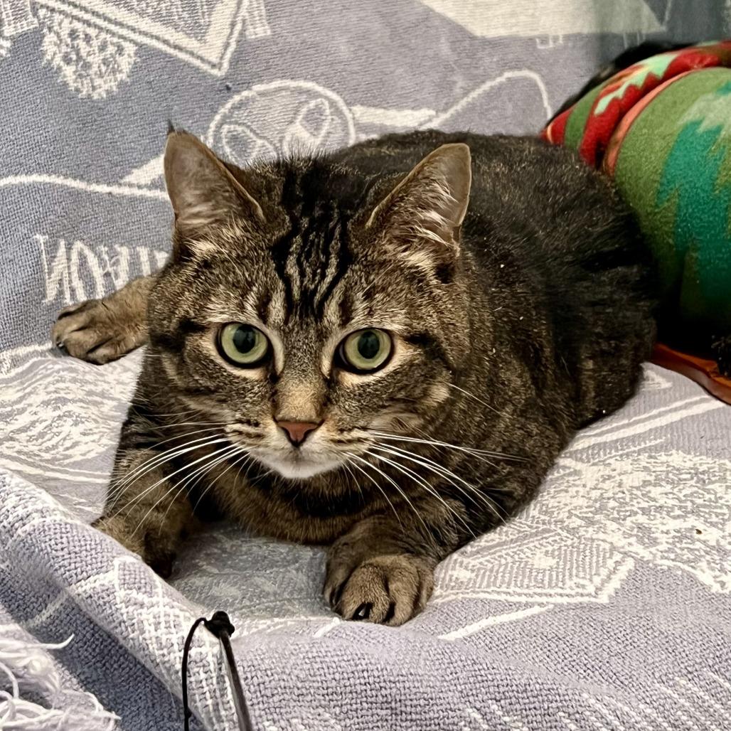 Mia, a Adoptable Domestic Short Hair in Manchester, CT image 5/6
