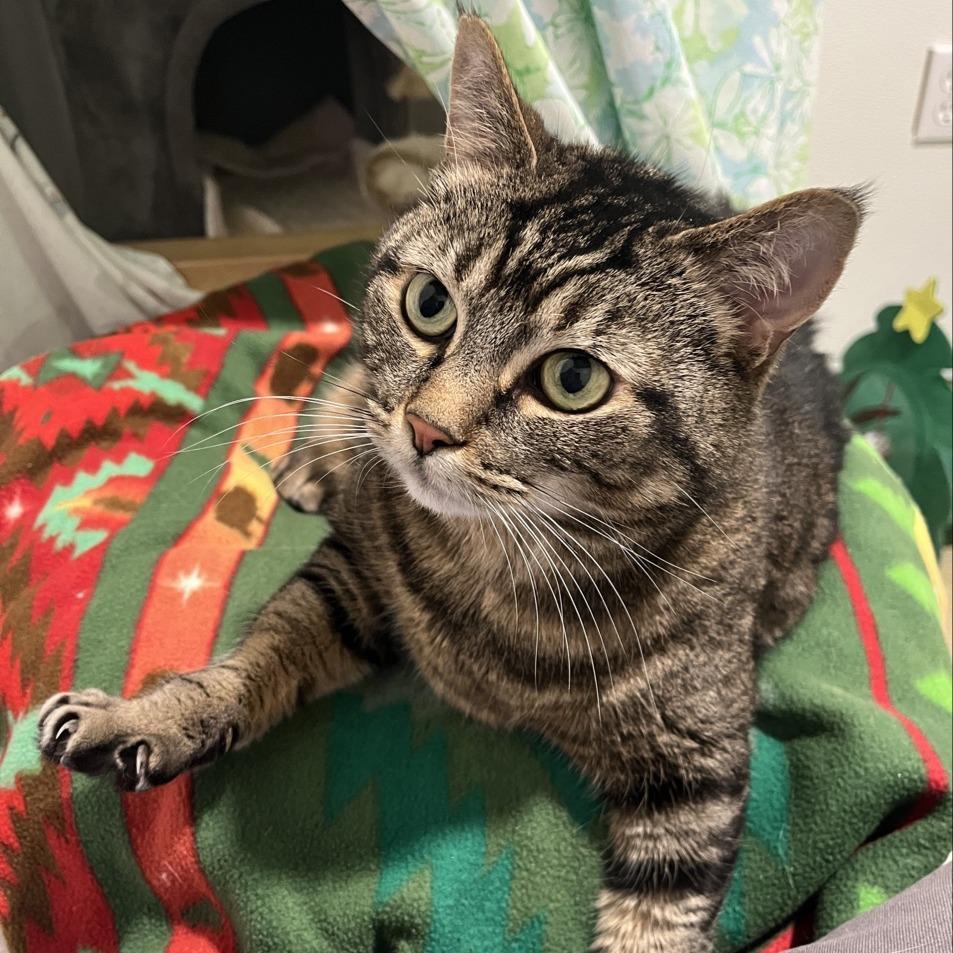 Mia, a Adoptable Domestic Short Hair in Manchester, CT image 6/6