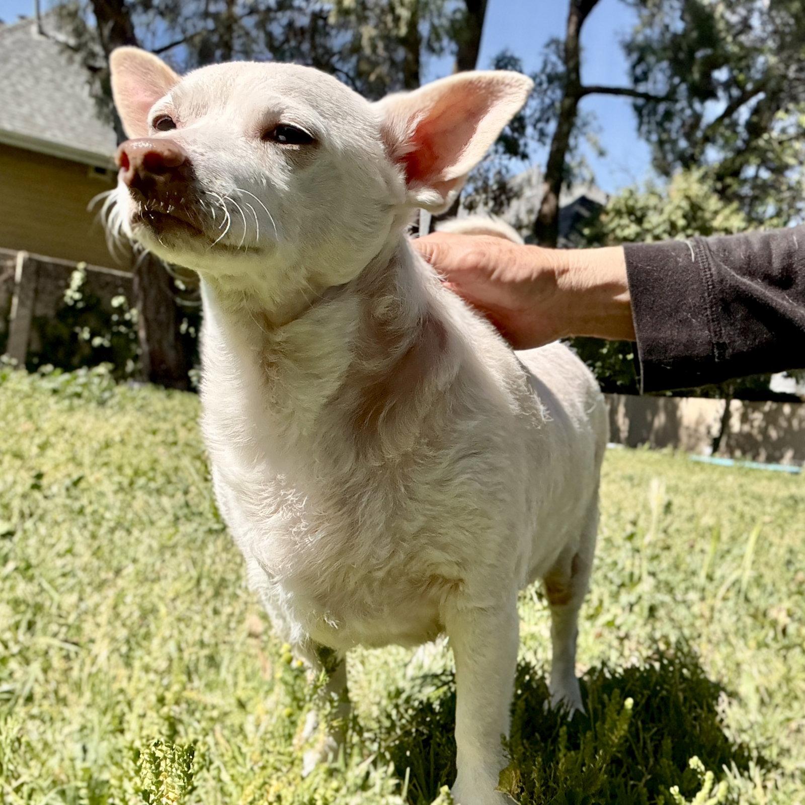 Enlarge Jetson, a Adoptable Chihuahua in Oakland, CA image 1/3