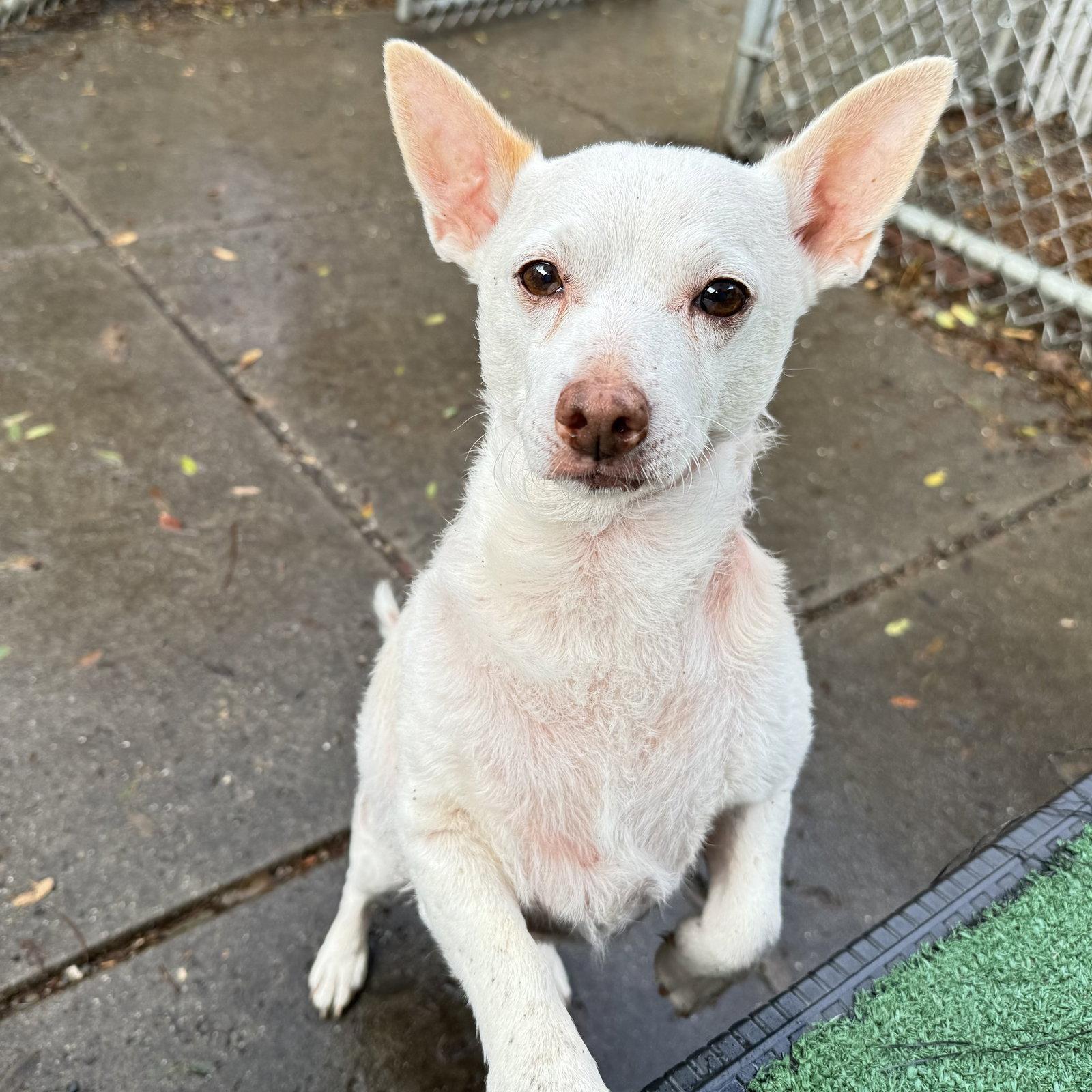 Enlarge Jetson, a Adoptable Chihuahua in Oakland, CA image 2/3