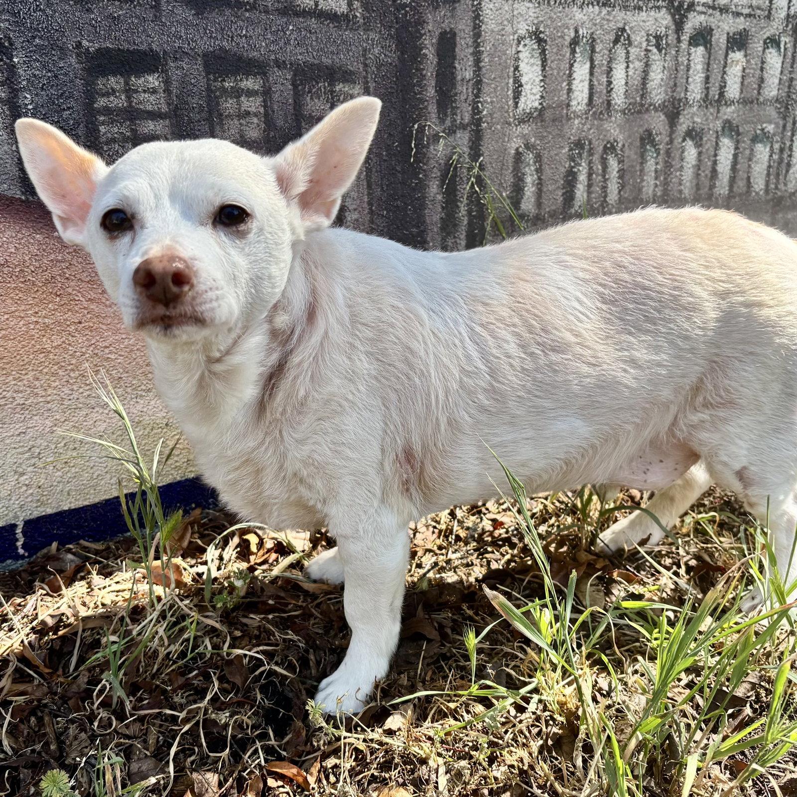Enlarge Jetson, a Adoptable Chihuahua in Oakland, CA image 3/3