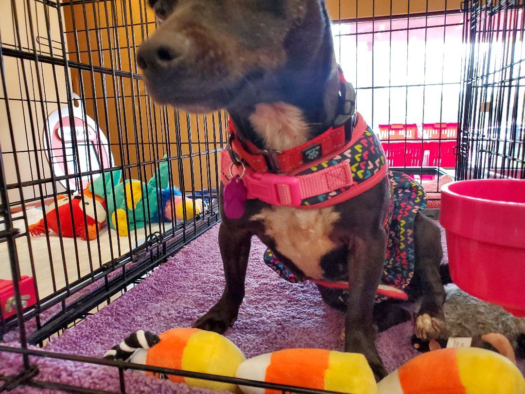 Lexi, Adoptable, Young Female Chihuahua & Terrier.