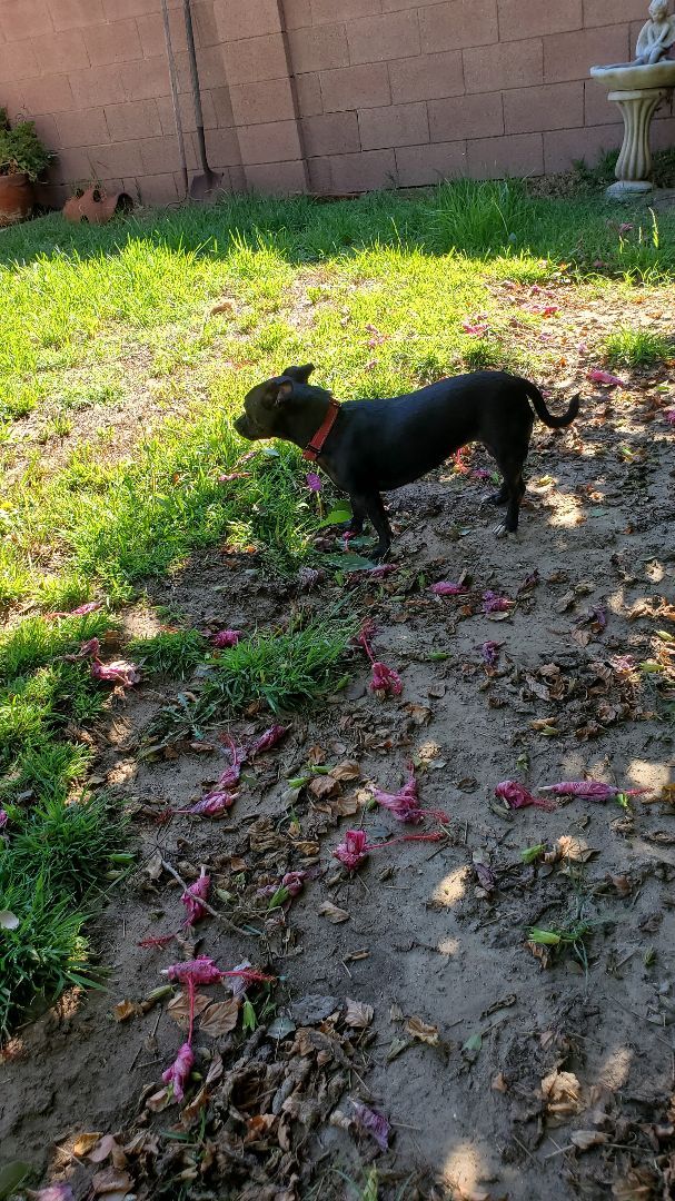 Lexi, a Adoptable mixed breed image 2/12