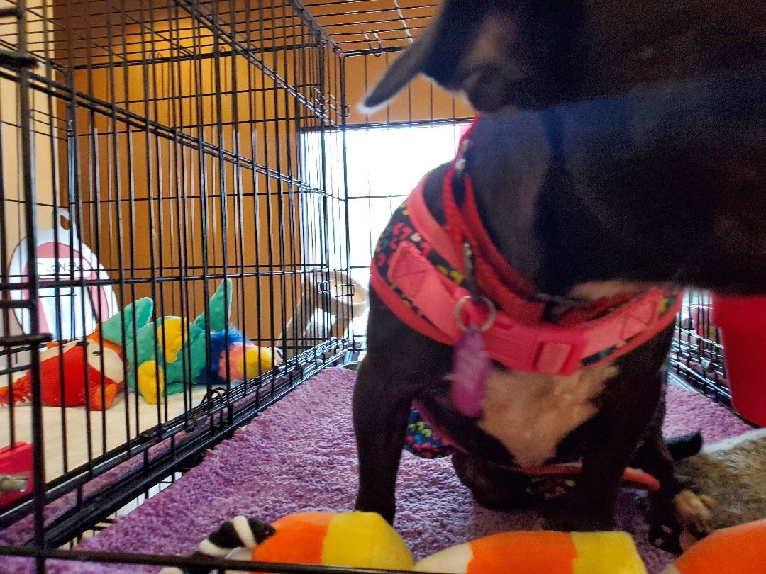 Lexi, a Adoptable mixed breed image 3/12