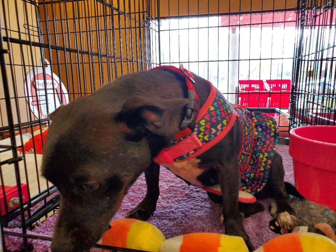 Lexi, a Adoptable mixed breed image 4/12