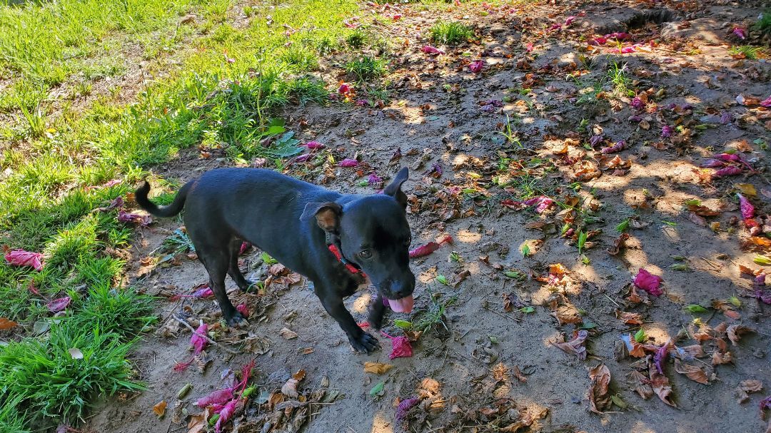 Lexi, a Adoptable mixed breed image 6/12