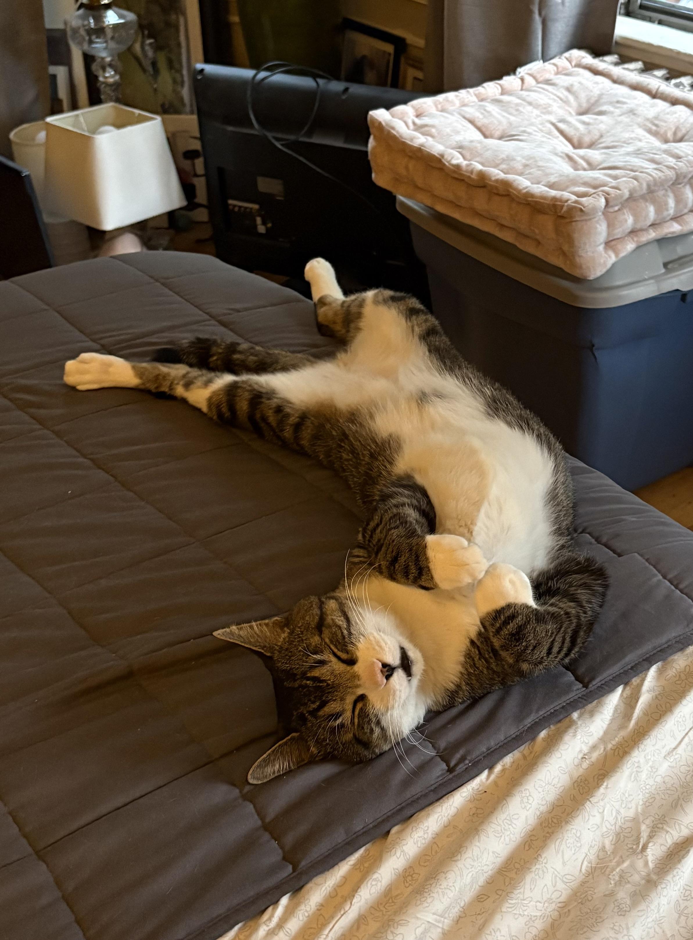Sebastian, an adopted Domestic Short Hair in Roslindale, MA image 4/4