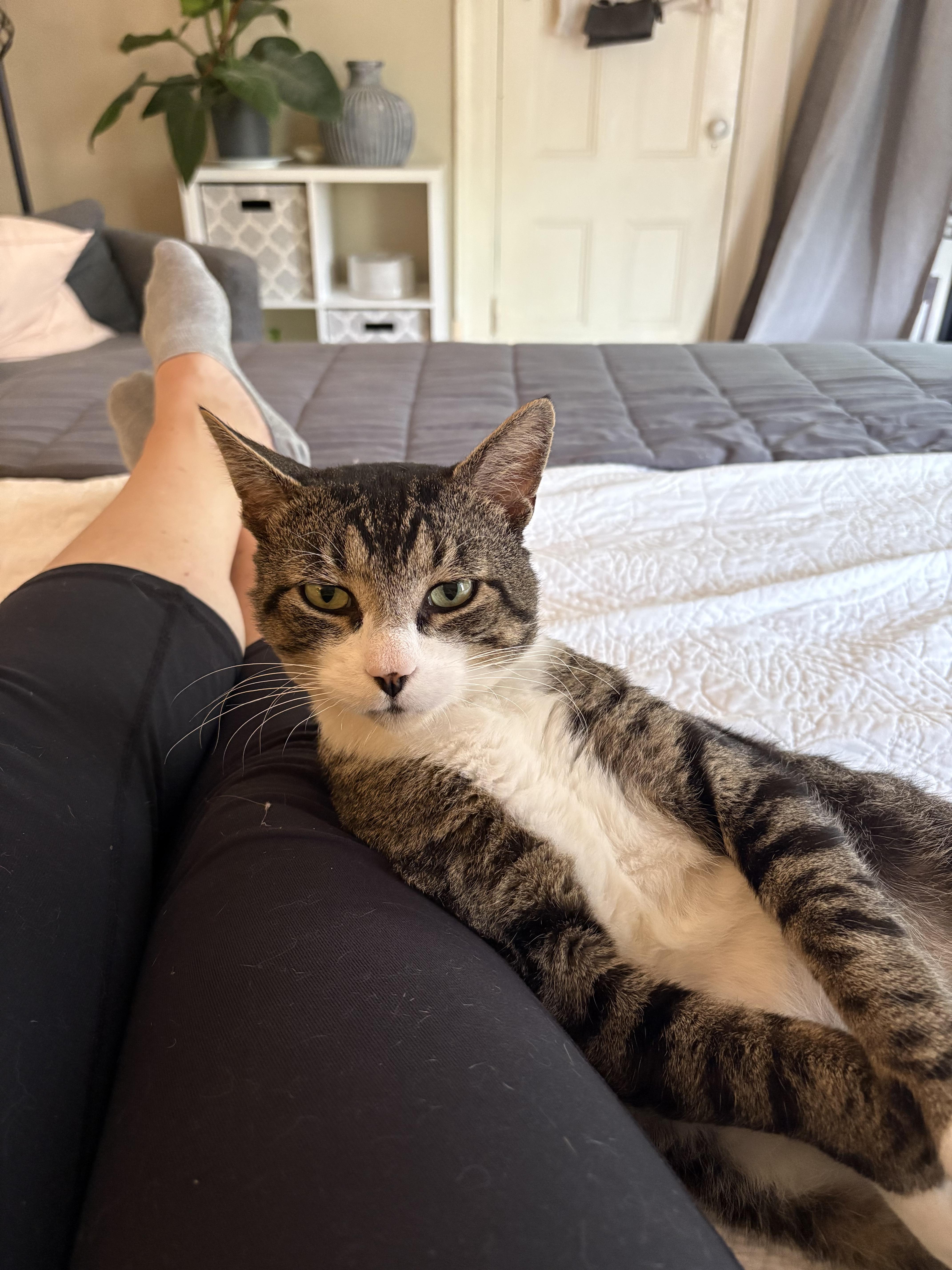 Sebastian, adopted, Adult Male Domestic Short Hair.