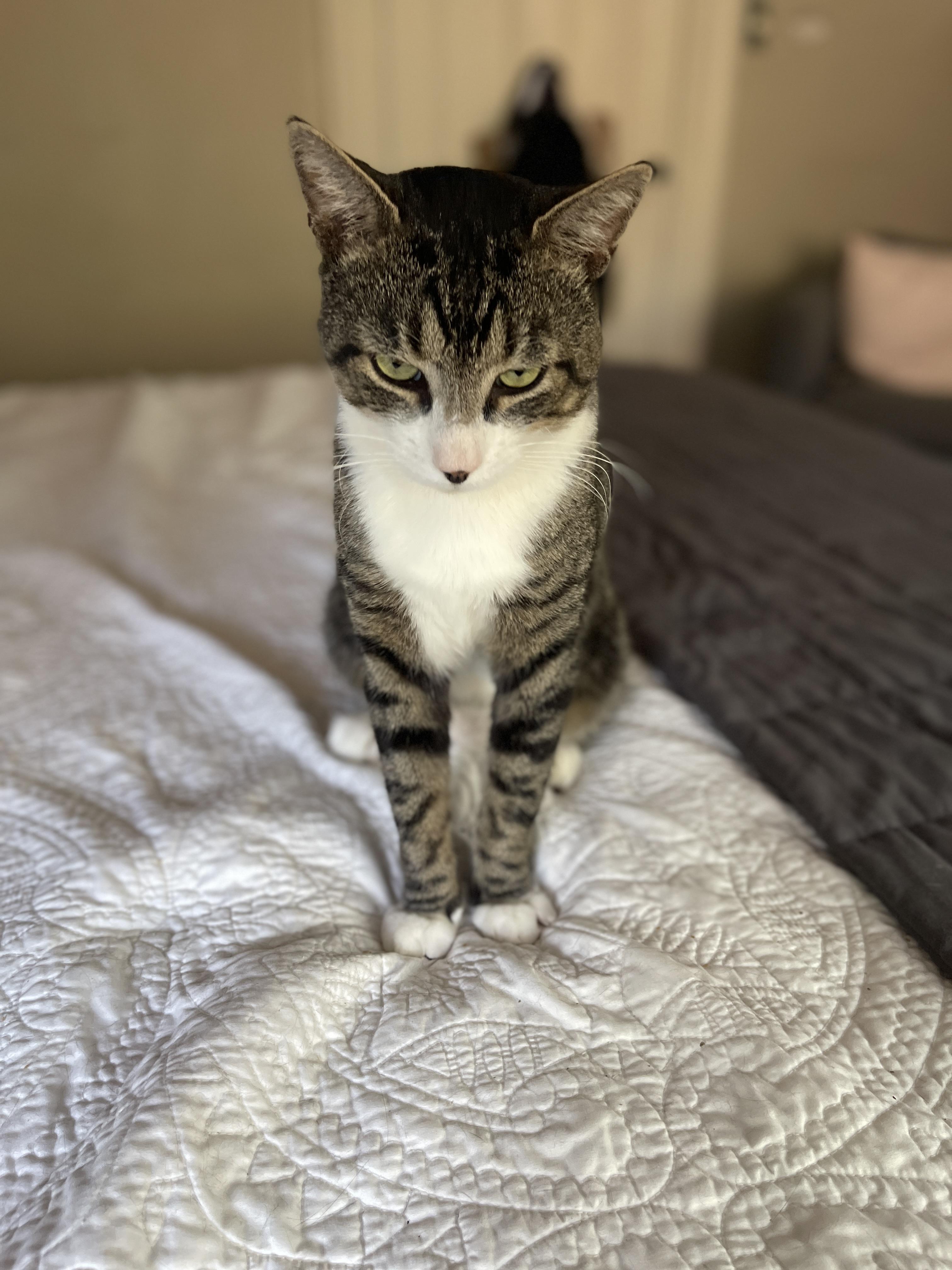 Sebastian, an adopted Domestic Short Hair in Roslindale, MA image 2/4