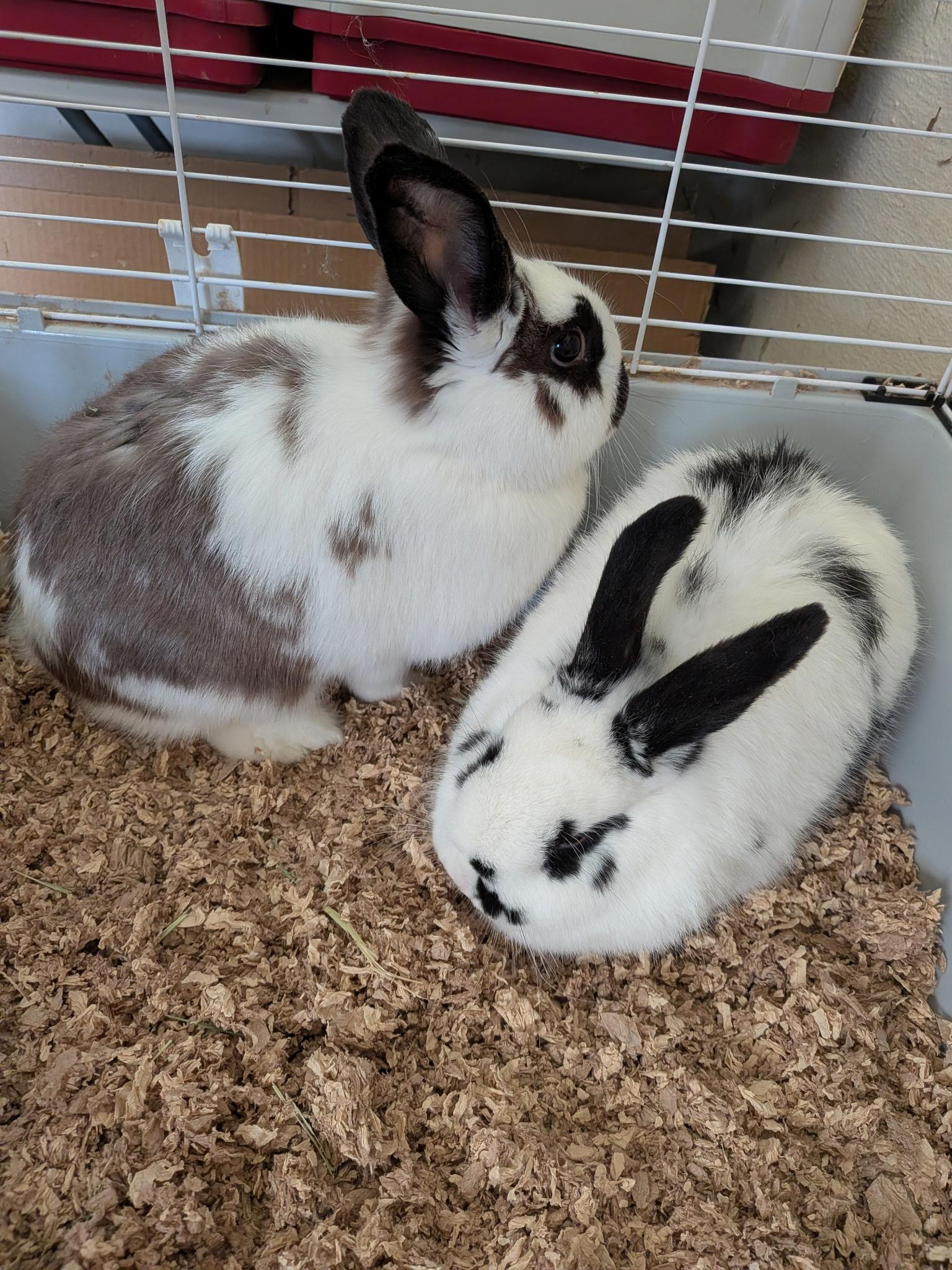Amelia & Emma, a Adoptable English Spot in Andover, CT image 3/4