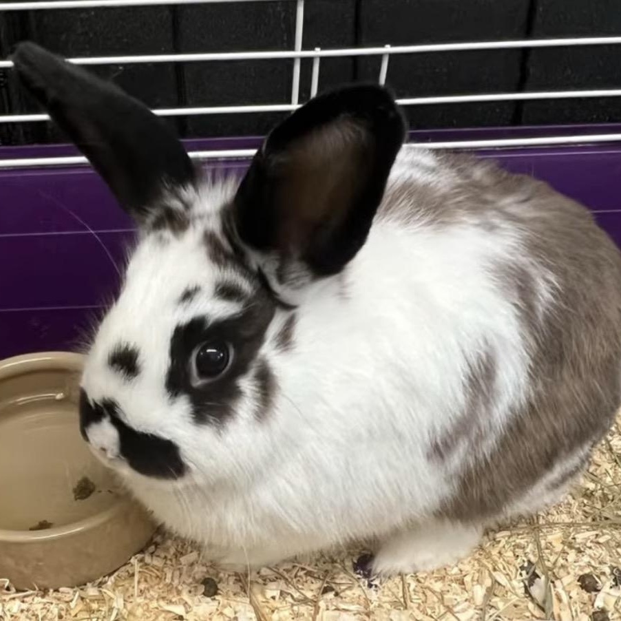 Amelia & Emma, Adoptable, Young Female English Spot.