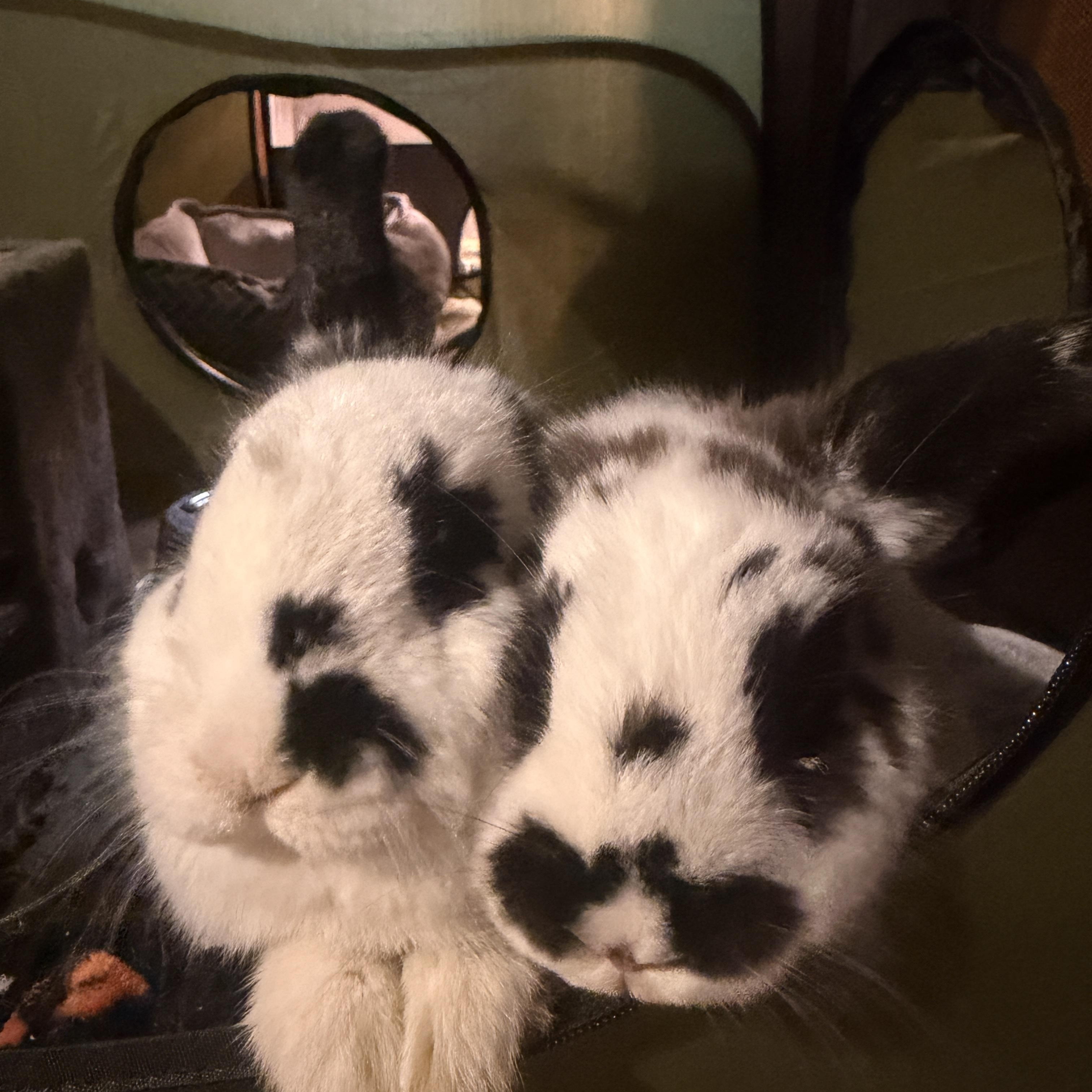 Enlarge Amelia & Emma, a Adoptable English Spot in Andover, CT image 4/5