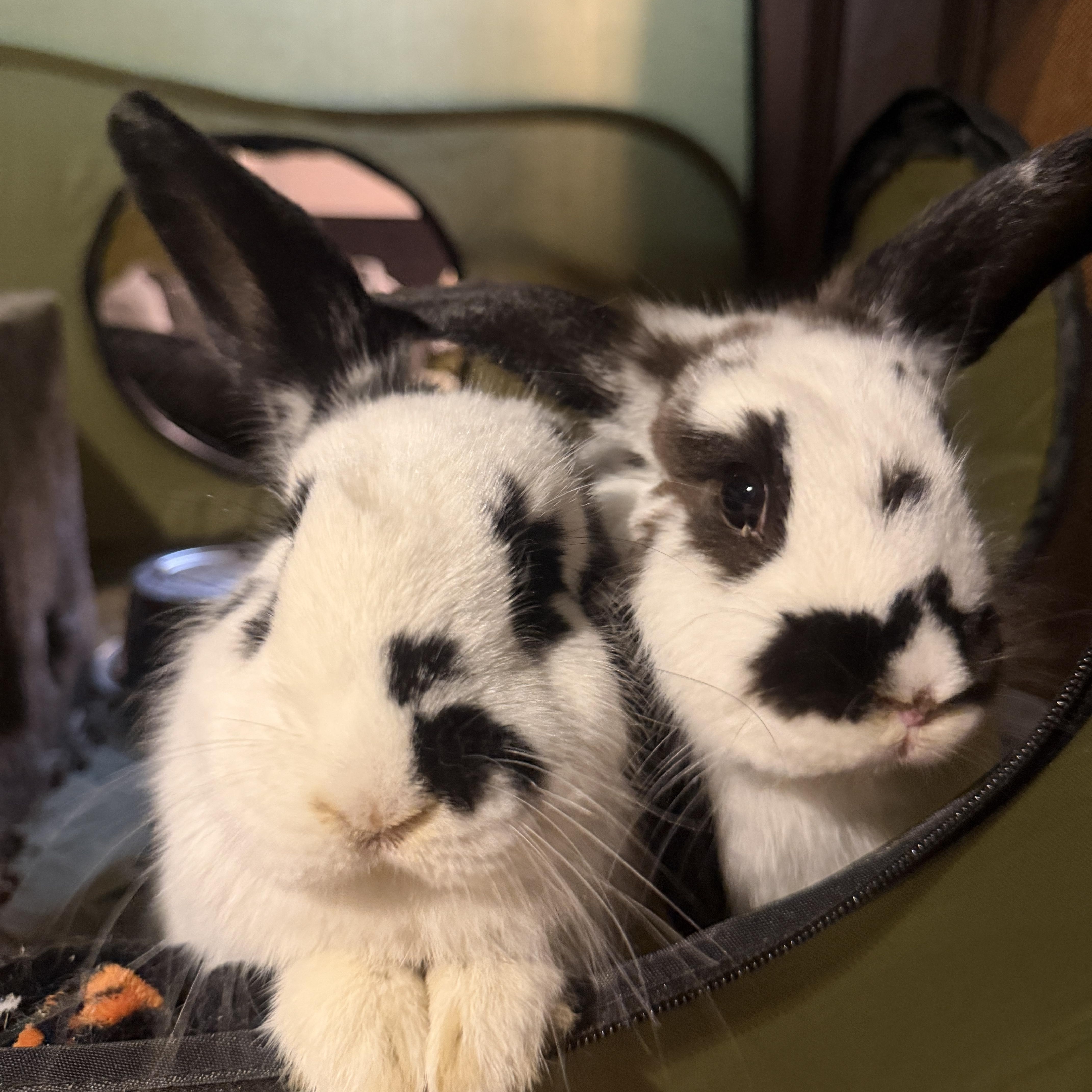 Enlarge Amelia & Emma, a Adoptable English Spot in Andover, CT image 5/5