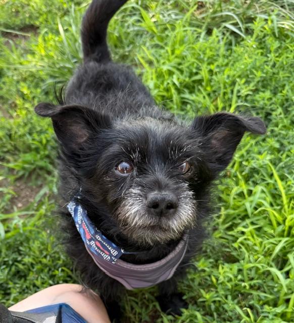 Enlarge Hunter, a Adoptable Cairn Terrier in Long Beach, NY image 4/4