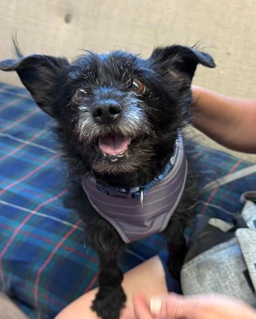 Hunter, Adoptable, Senior Male Cairn Terrier.