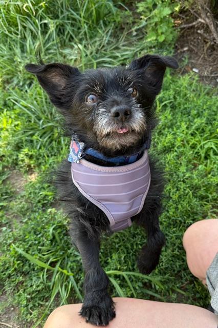 Enlarge Hunter, a Adoptable Cairn Terrier in Long Beach, NY image 2/4