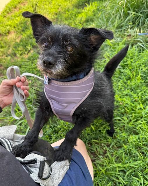 Enlarge Hunter, a Adoptable Cairn Terrier in Long Beach, NY image 3/4