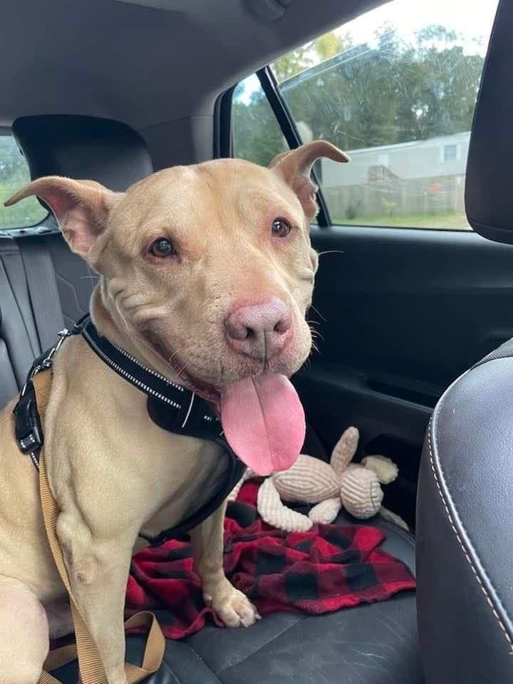 Enlarge Welcom "TATER", a Adoptable American Bulldog in Milton, FL image 1/6