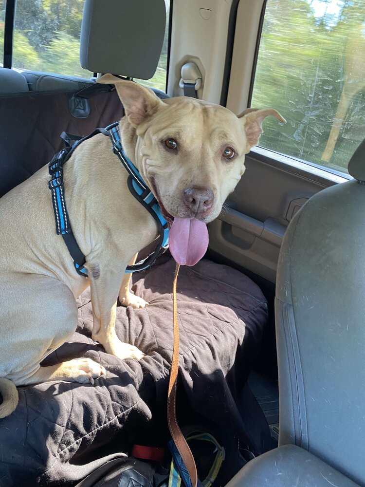 Enlarge Welcom "TATER", a Adoptable American Bulldog in Milton, FL image 2/6