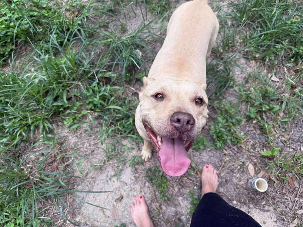 Enlarge Welcom "TATER", a Adoptable American Bulldog in Milton, FL image 3/6