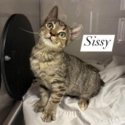 Sissy, Adoptable, Kitten Female Domestic Short Hair & Domestic Short Hair.
