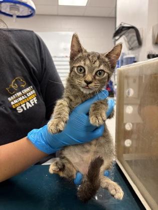 Enlarge Sissy, a Adoptable mixed breed in Gastonia, NC image 2/2