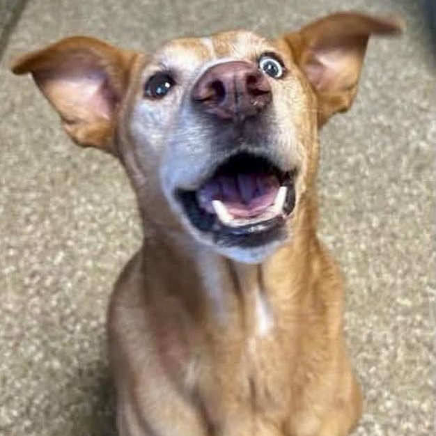 Enlarge Georgia Peach, a ADOPTABLE mixed breed in Toledo, OH image 4/4
