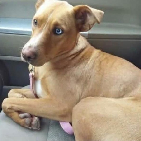 Enlarge Georgia Peach, a ADOPTABLE mixed breed in Toledo, OH image 3/4