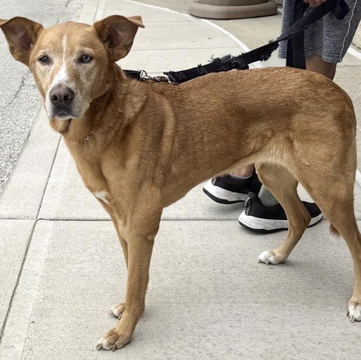 Enlarge Georgia Peach, a ADOPTABLE mixed breed in Toledo, OH image 2/4