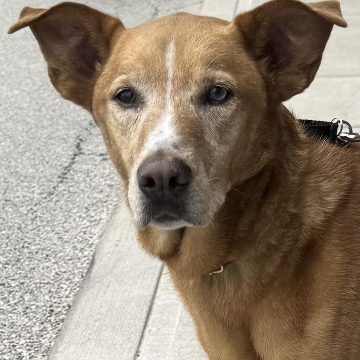 Georgia Peach, ADOPTABLE, Senior Female Golden Retriever & Husky.