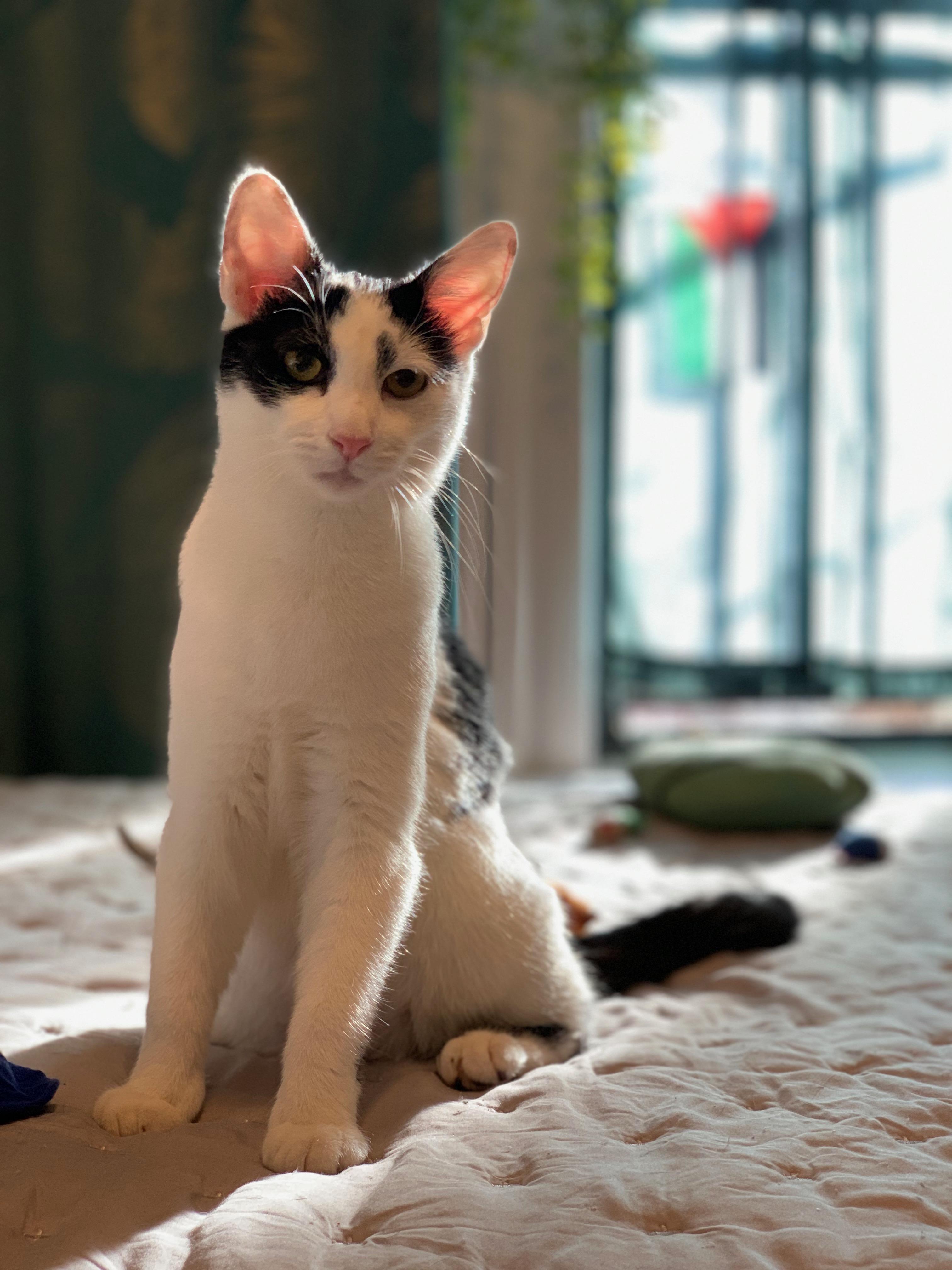 Enlarge Holley, a ADOPTABLE Domestic Short Hair in Brooklyn, NY image 1/6