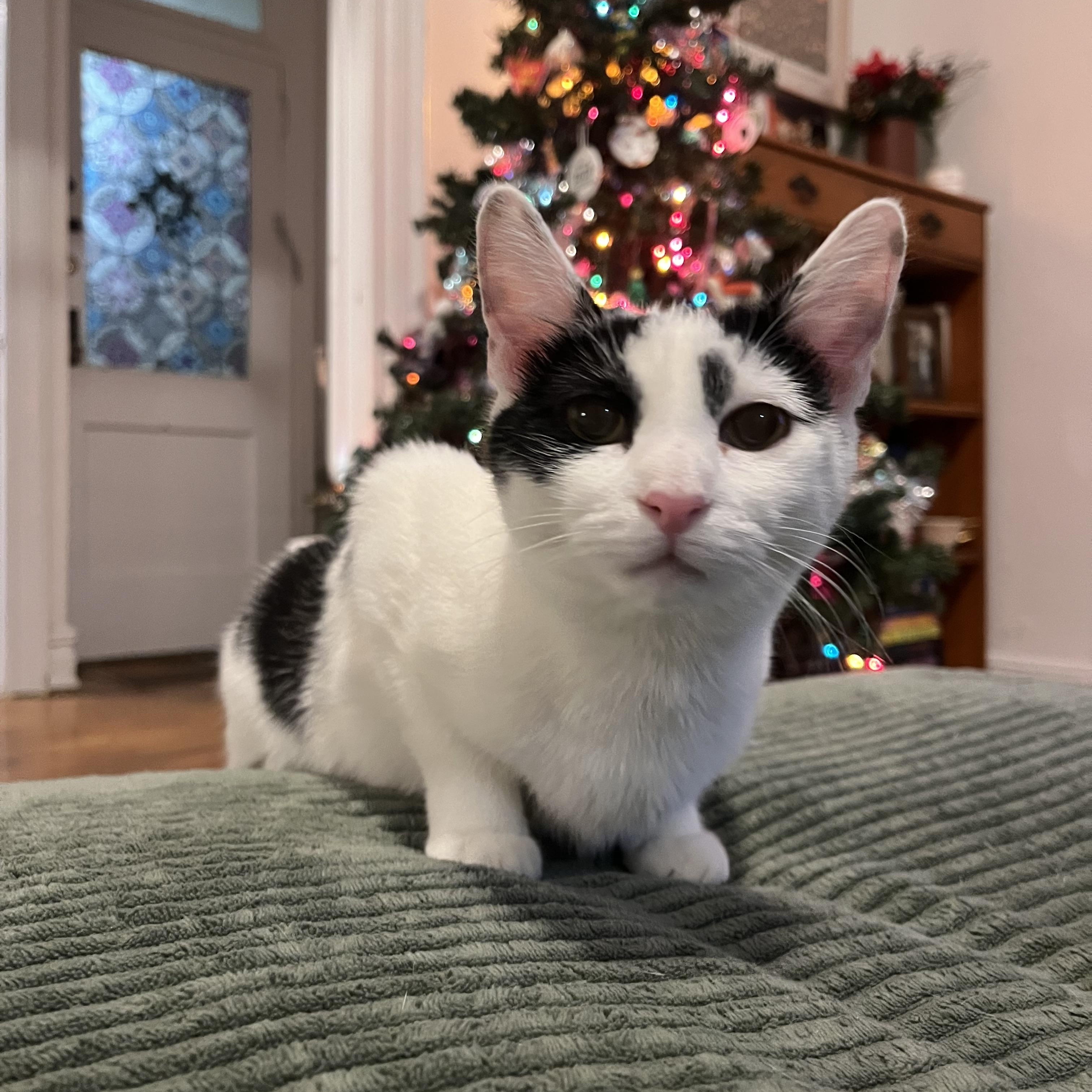 Enlarge Holley, a ADOPTABLE Domestic Short Hair in Brooklyn, NY image 3/6